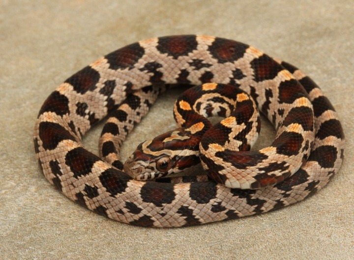 Okeetee Corn Snake